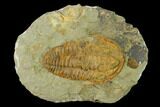 Hamatolenus Trilobite - Tinjdad, Morocco #138632-1